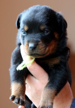 Breeding Working Rottweilers in Australia