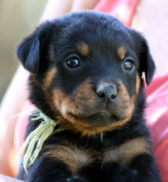 Breeding Working Rottweilers in Australia