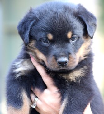 Breeding Working Rottweilers in Australia