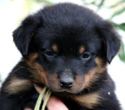 Breeding Working Rottweilers in Australia