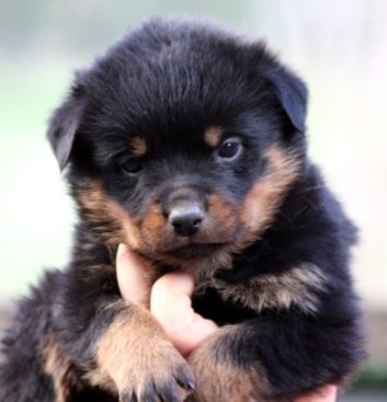 Breeding Working Rottweilers in Australia