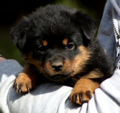 Breeding Working Rottweilers in Australia