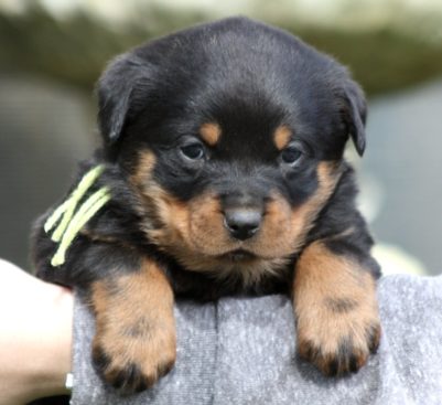 Breeding Working Rottweilers in Australia
