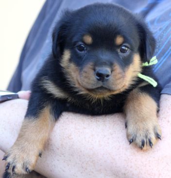 Breeding Working Rottweilers in Australia