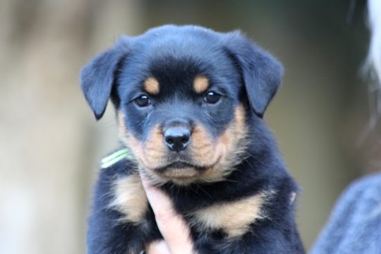 Breeding Working Rottweilers in Australia