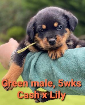 Breeding Working Rottweilers in Australia