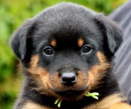 Breeding Working Rottweilers in Australia