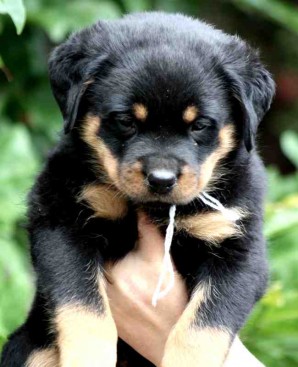 Breeding Working Rottweilers in Australia