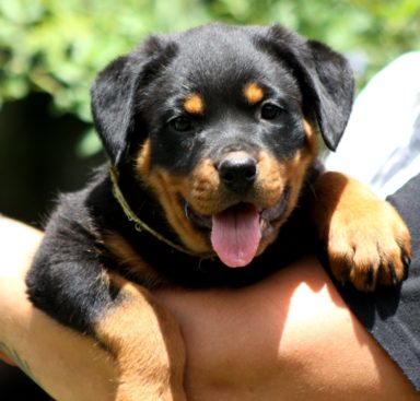 Breeding Working Rottweilers in Australia