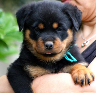 Breeding Working Rottweilers in Australia