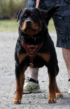 Breeding Working Rottweilers in Australia