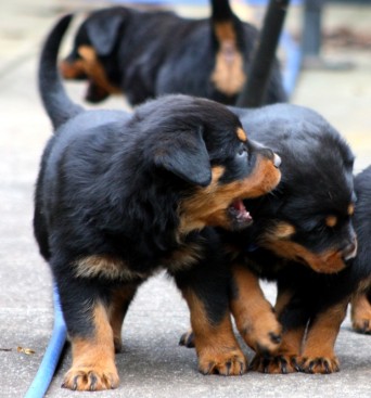 Breeding Working Rottweilers in Australia
