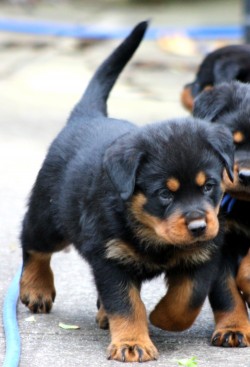 Breeding Working Rottweilers in Australia