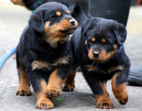 Breeding Working Rottweilers in Australia