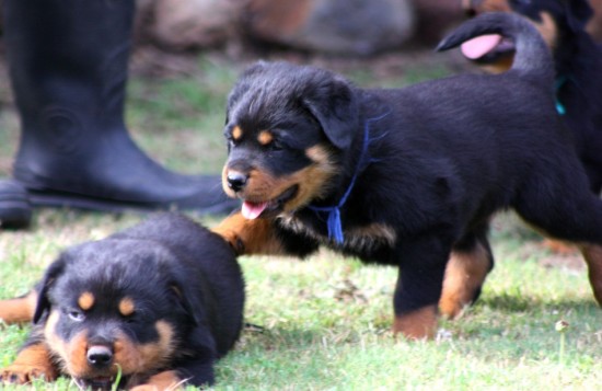 Breeding Working Rottweilers in Australia