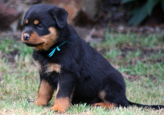 Breeding Working Rottweilers in Australia
