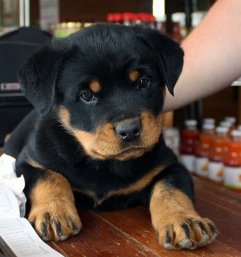 Breeding Working Rottweilers in Australia