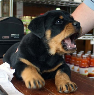 Breeding Working Rottweilers in Australia