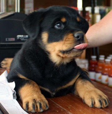 Breeding Working Rottweilers in Australia