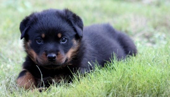 Breeding Working Rottweilers in Australia