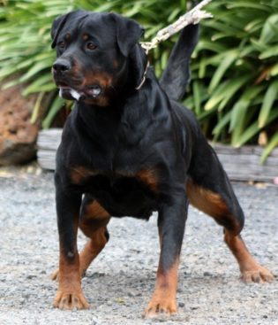 Breeding Working Rottweilers in Australia