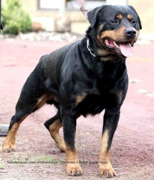 Breeding Working Rottweilers in Australia