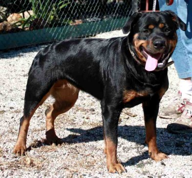 Breeding Working Rottweilers in Australia