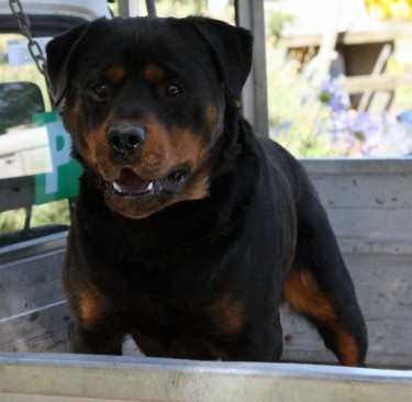 Breeding Working Rottweilers in Australia