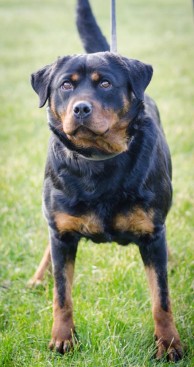 Breeding Working Rottweilers in Australia