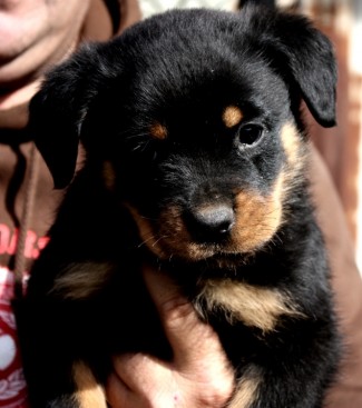 Breeding Working Rottweilers in Australia