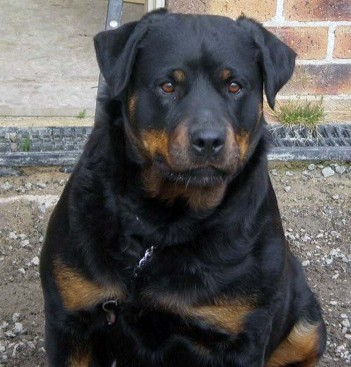 Breeding Working Rottweilers in Australia