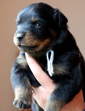 Breeding Working Rottweilers in Australia