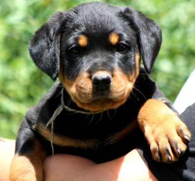 Breeding Working Rottweilers in Australia