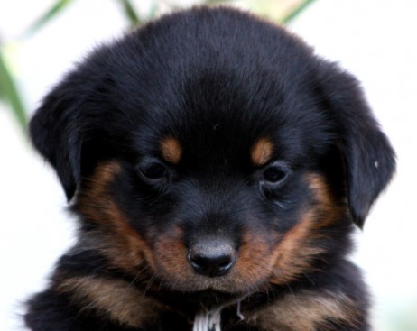 Breeding Working Rottweilers in Australia