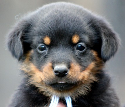 Breeding Working Rottweilers in Australia