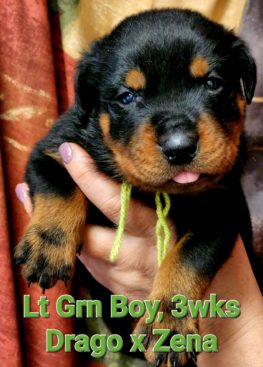 Breeding Working Rottweilers in Australia