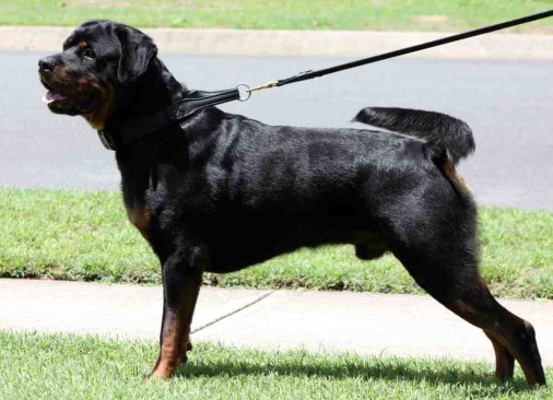 Breeding Working Rottweilers in Australia