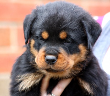Breeding Working Rottweilers in Australia