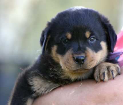 Breeding Working Rottweilers in Australia