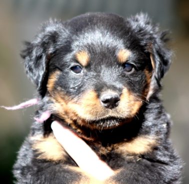Breeding Working Rottweilers in Australia