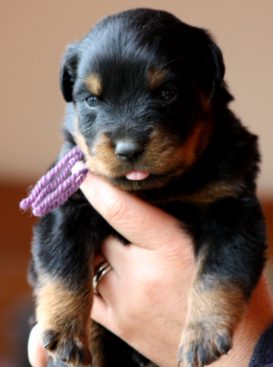 Breeding Working Rottweilers in Australia