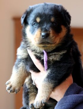 Breeding Working Rottweilers in Australia