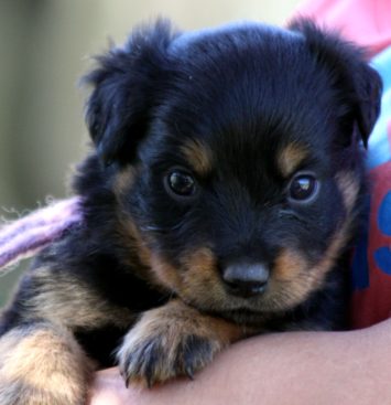 Breeding Working Rottweilers in Australia