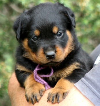 Breeding Working Rottweilers in Australia