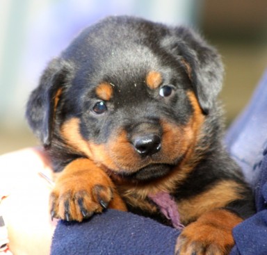 Breeding Working Rottweilers in Australia