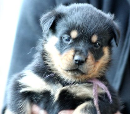 Breeding Working Rottweilers in Australia