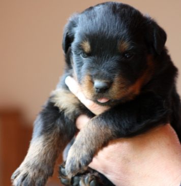 Breeding Working Rottweilers in Australia
