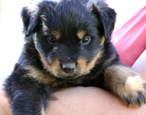 Breeding Working Rottweilers in Australia