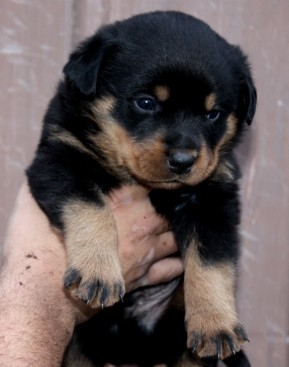 Breeding Working Rottweilers in Australia