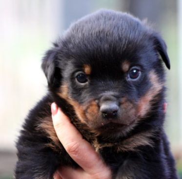 Breeding Working Rottweilers in Australia